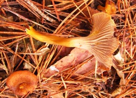 Cantharellus xanthopus 29102017 Roche turpin.jpg