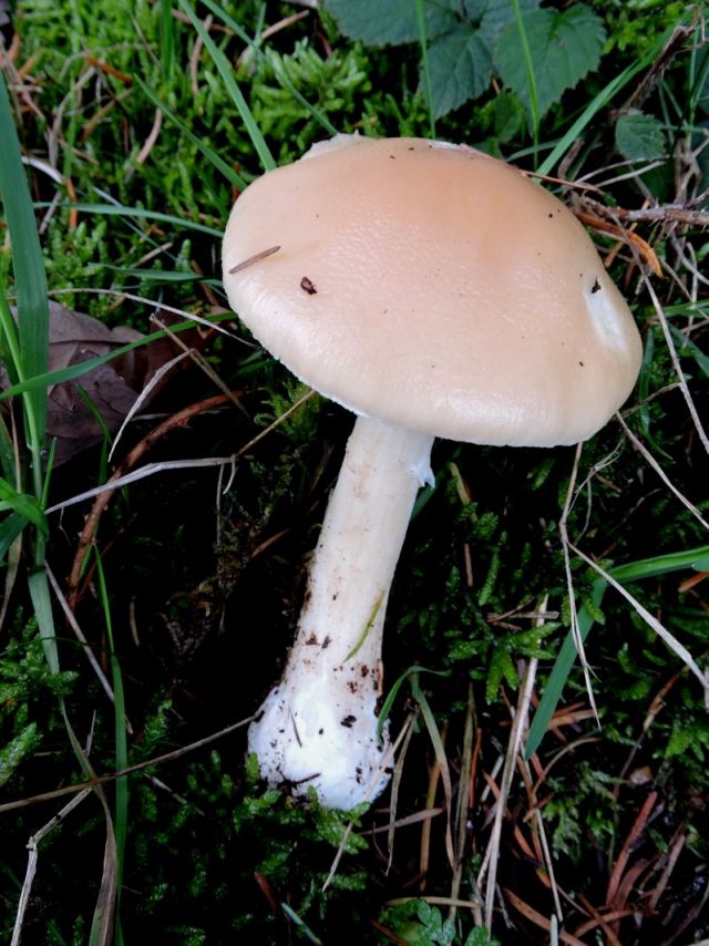 Amanita fulva Sugny 30-10-17.jpg