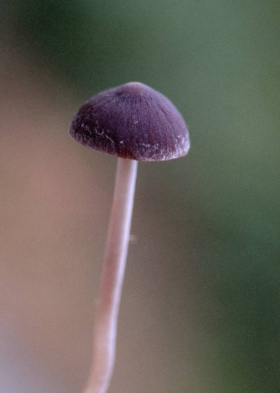 _DSC2621    Psathyrella olympiana   Psathyrelle de l'Olympe    FdH-redim800.jpg