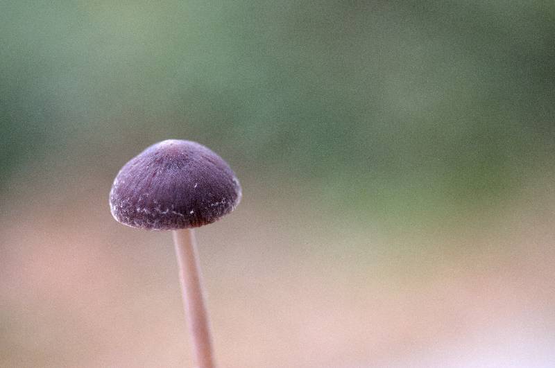 Psathyrella olympianan   Psathyrelle de L 'Olympe    FdH-redim800.jpg