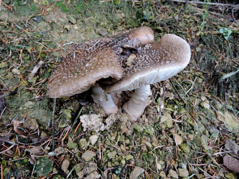 Amanita pantherina Sugny.jpg