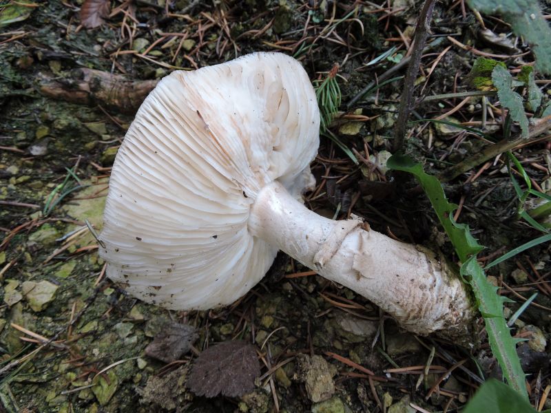 Amanita pantherina Sugny 29-10-17 A.jpg