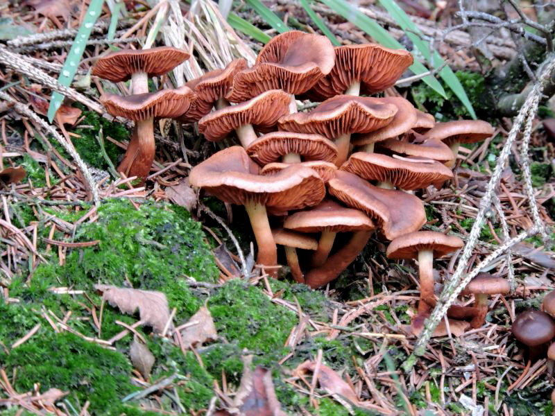 Cortinarius sp. Sugny.jpg