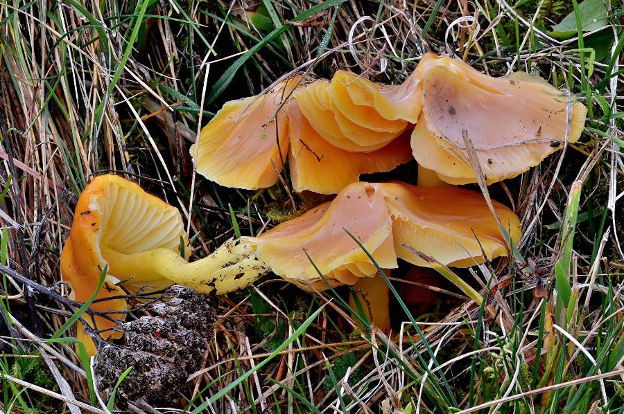 Hygrocybe aurantiosplendens (à confirmer) 2017 10 27 Cantal (Chastel-sur-Murat - chemin vers la chapelle Saint-Antoine).jpg