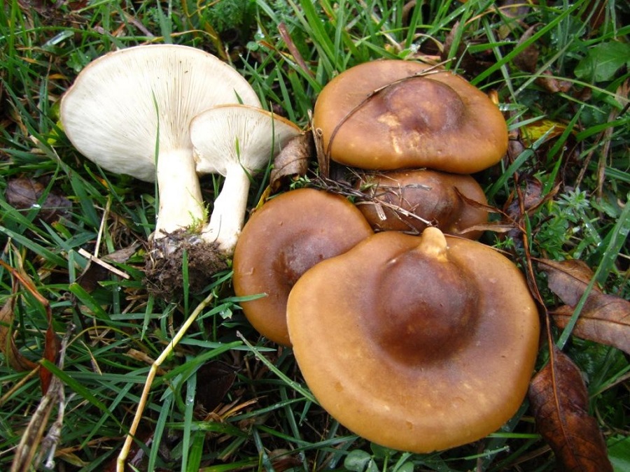 Melanoleuca decembris var. pseudorasilis.JPG