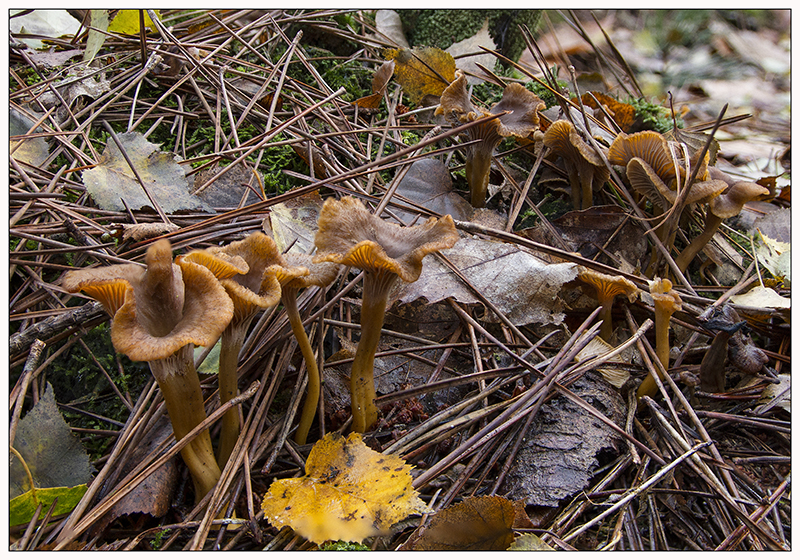 chanterelles4_web.jpg