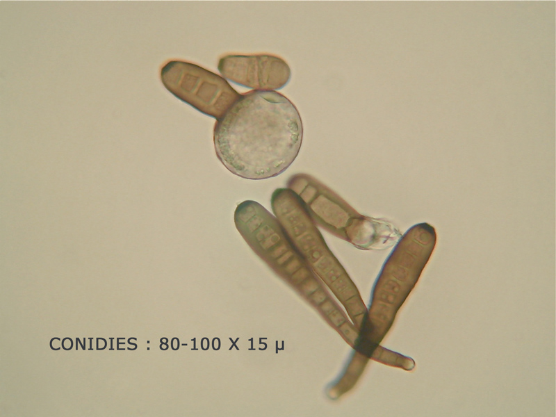 Corynespora-olivacea2.jpg