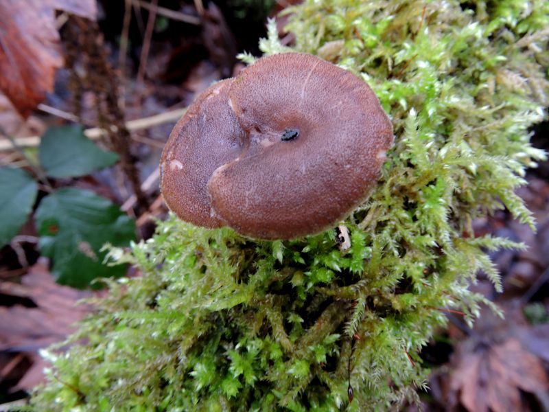 Polyporus brumalis Dorinne 30-12-17 A.jpg