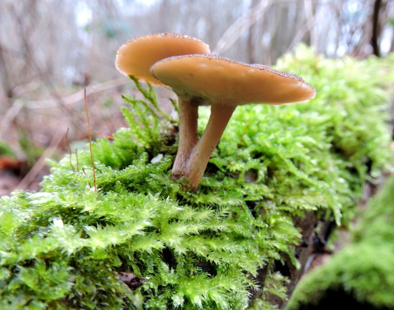 Polyporus brumalis Dorinne 30-12-17 B.jpg