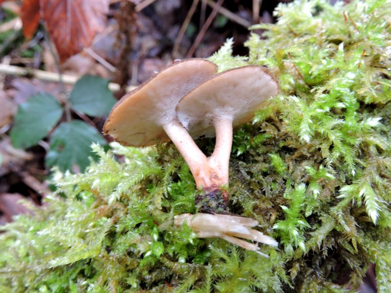 Polyporus brumalis Dorinne 30-12-17.jpg