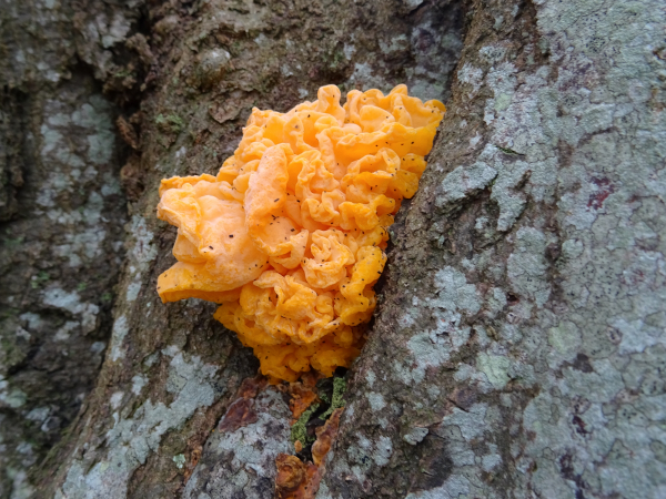 Tremella mesenterica-01.jpg