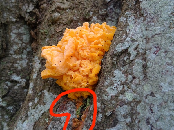 Tremella mesenterica-01.jpg