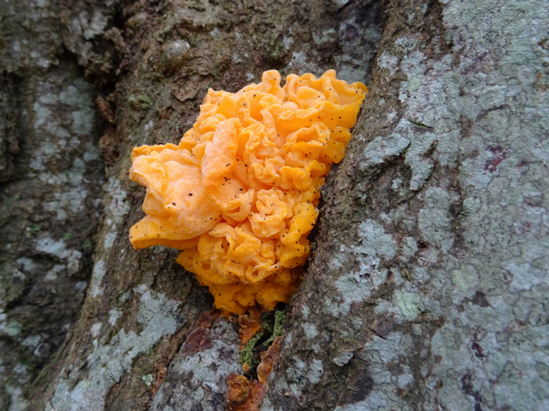 Tremella aurantia.jpg