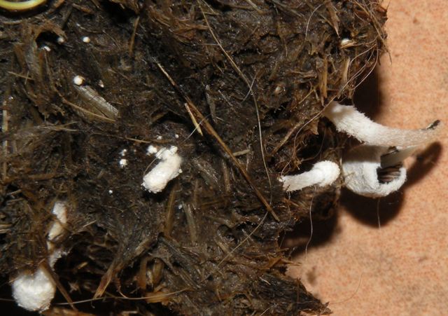 Coprinus radiatus2.jpg