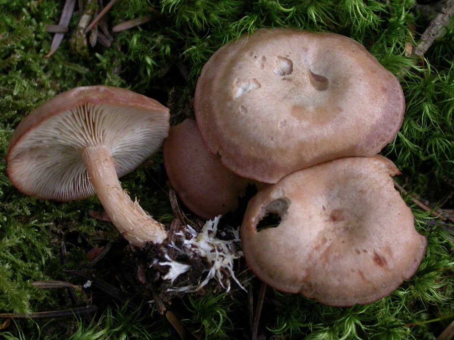 Clitocybe vermicularis.jpg