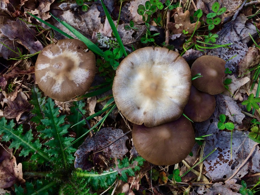 Psathyrella spadiceogrisea.jpg