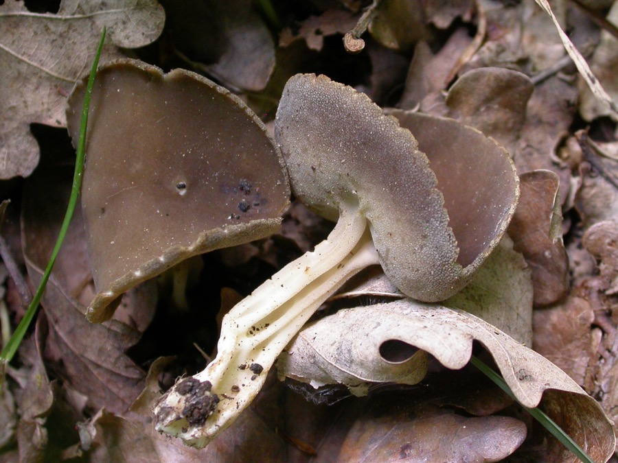 Helvella solitaria.jpg