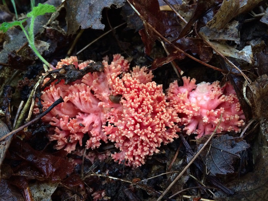 Ramaria formosa.jpg