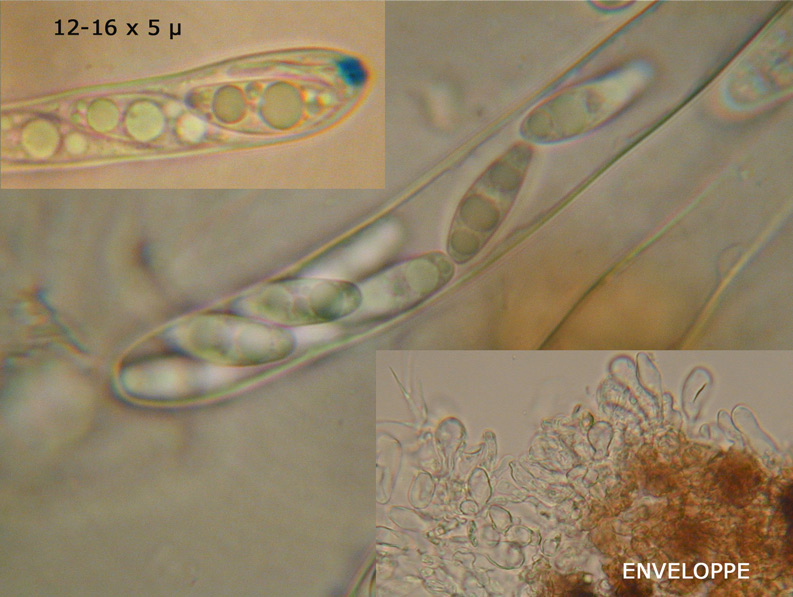 Podophacidium-xanthomelum2.jpg