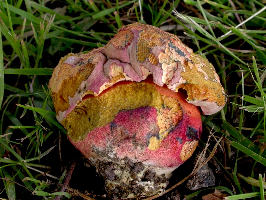 Rubroboletus le-galiae.jpg