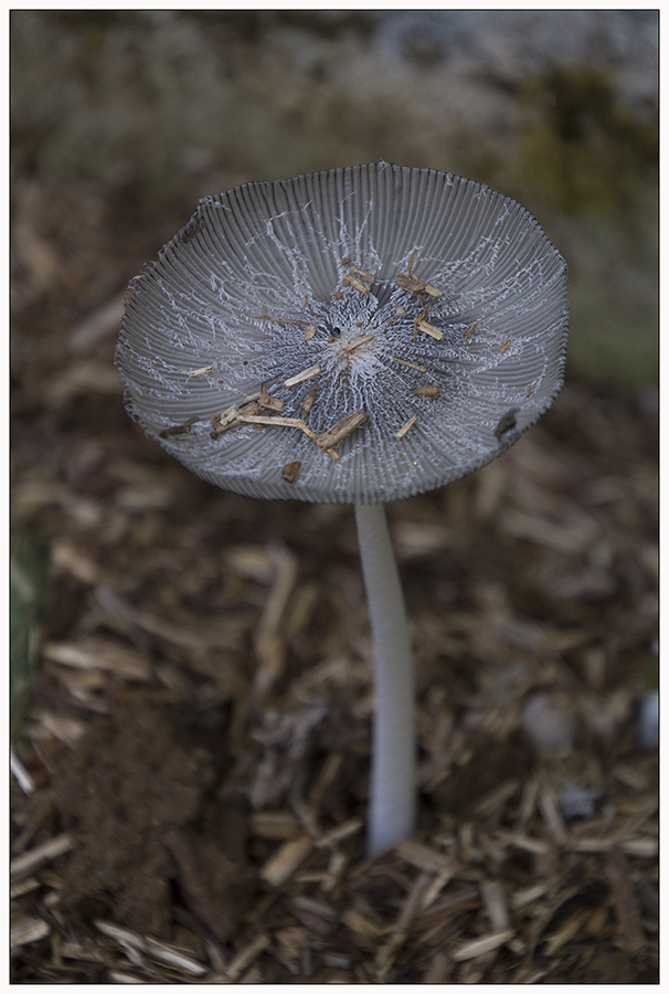 coprinus1.jpg