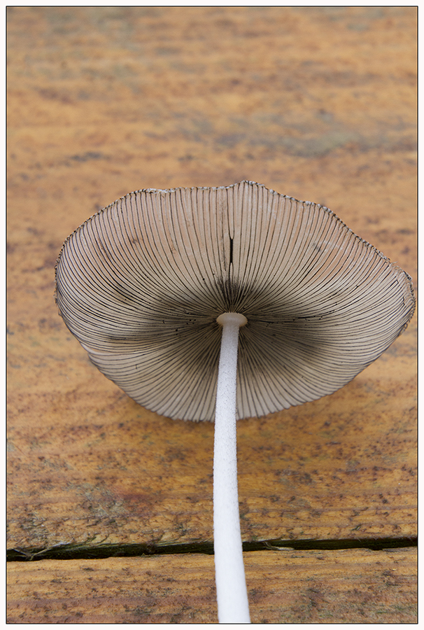 coprinus3.jpg