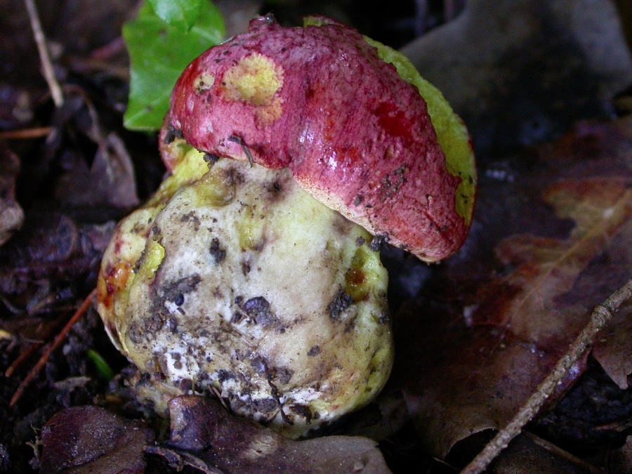 Boletus regius.jpg