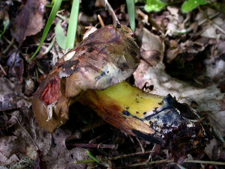 Cyanoboletus pulverulentus.jpg