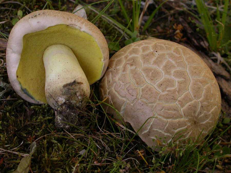 Boletus radicans.JPG