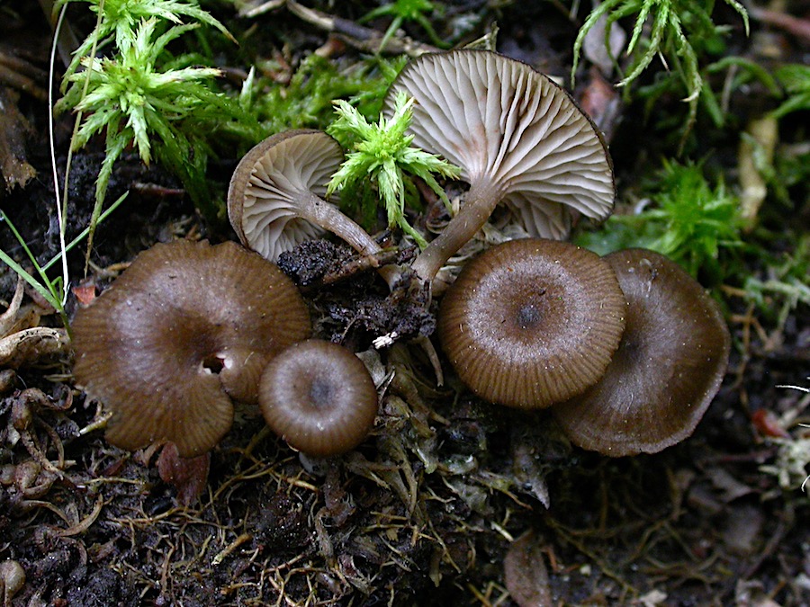 Entoloma paludicola.jpg