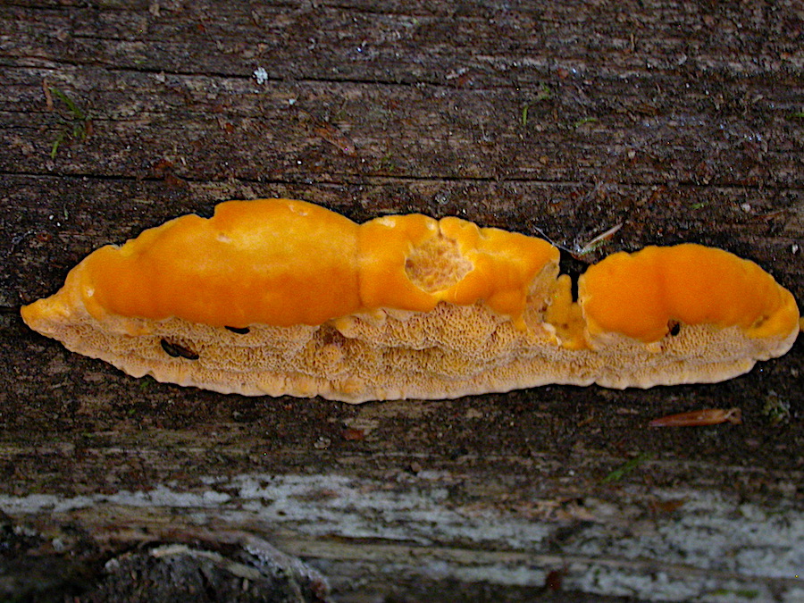 Pycnoporellus fulgens  .JPG