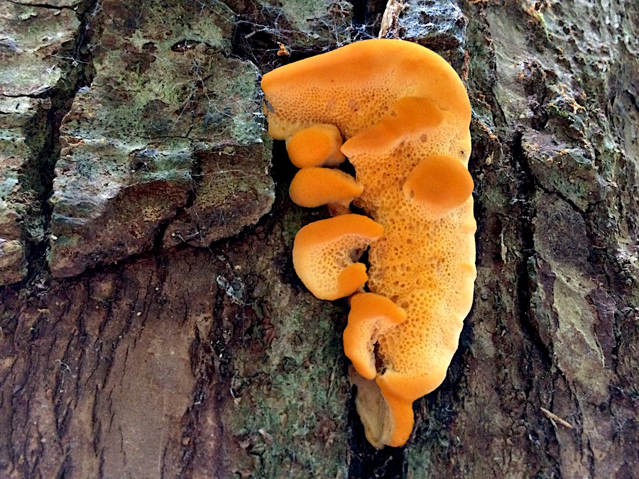 Pycnoporellus fulgens .JPG