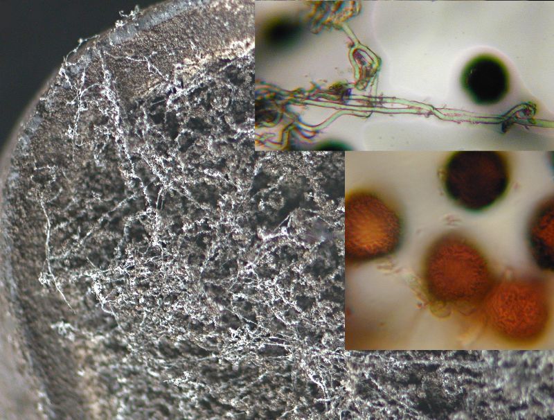 Elaphomyces anthracinus2 -redim800.jpg