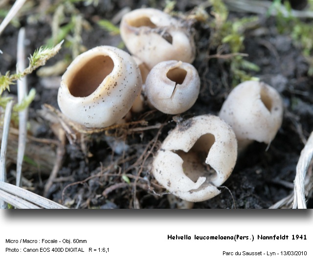 helvella_leucomelaena1pers_nannfeldt_1941.jpg