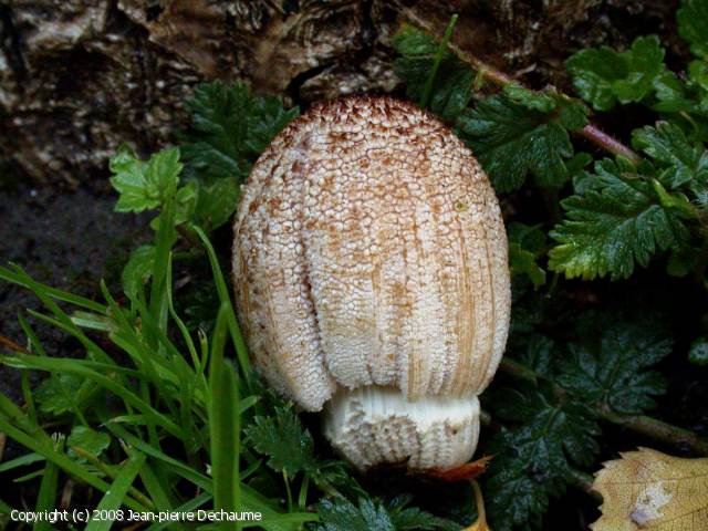 MycoDB Fiche de Coprinellus ellisii