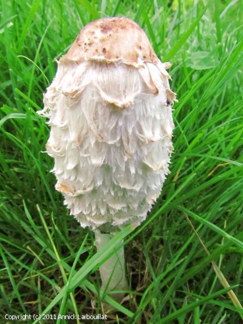 MycoDB Fiche de Coprinus comatus