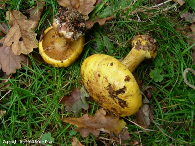 http://www.mycodb.fr/photos/Cortinarius_splendens_2013_rp_1.jpg
