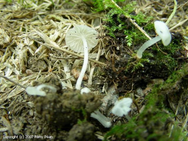 MycoDB Fiche de Delicatula integrella