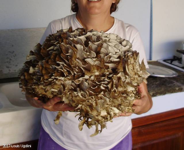 MycoDB Fiche de Grifola frondosa