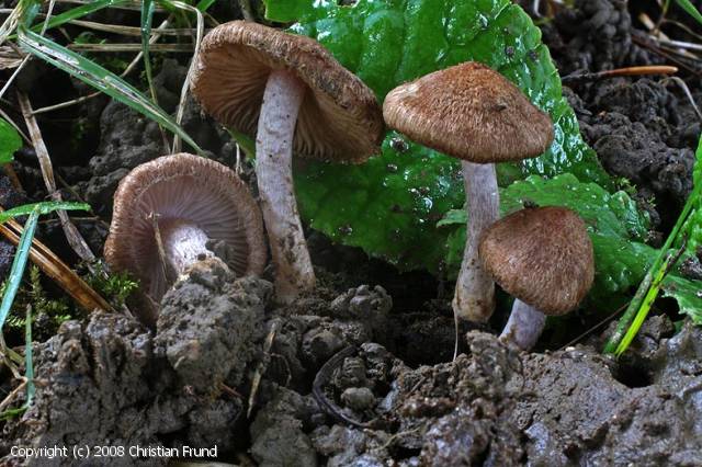 Inocybe_obscuroides_2008_cf_1.jpg