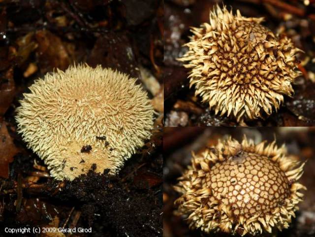 MycoDB Fiche de Lycoperdon echinatum