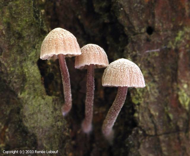 MycoDB Fiche De Mycena Meliigena