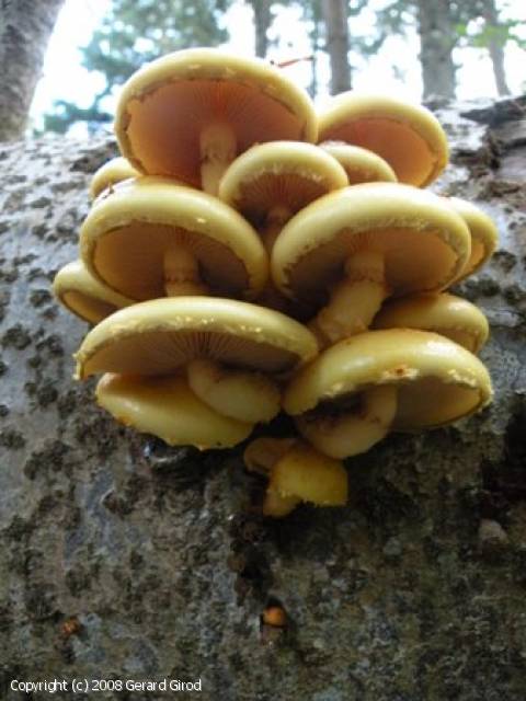 Pholiota limonella (Pholiota_limonella_2008_gg_2.jpg)