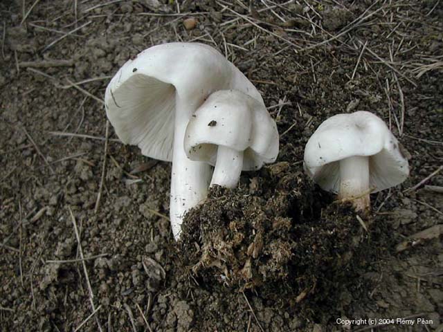 MycoDB Fiche de Pluteus pellitus