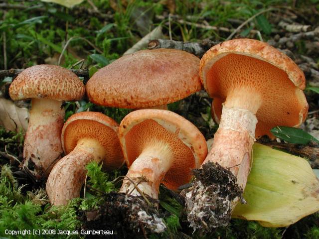 Suillus tridentinus (Suillus_tridentinus_2008_jg_2.jpg)