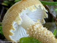Fiche de Cystoderma amianthinum