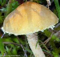 Fiche de Cystoderma amianthinum