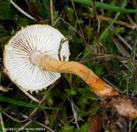 Fiche de Cystoderma amianthinum