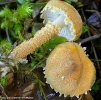 Fiche de Cystoderma amianthinum