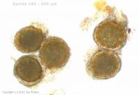 MycoDB Fiche de Endogone lactiflua